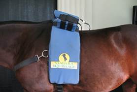 Equissage Pics Back Pad