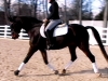 senna-dressage-work1-sm